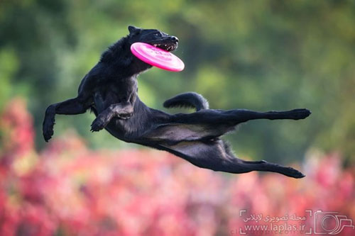 وقتی سگ ها پرواز می کنند! +عکس