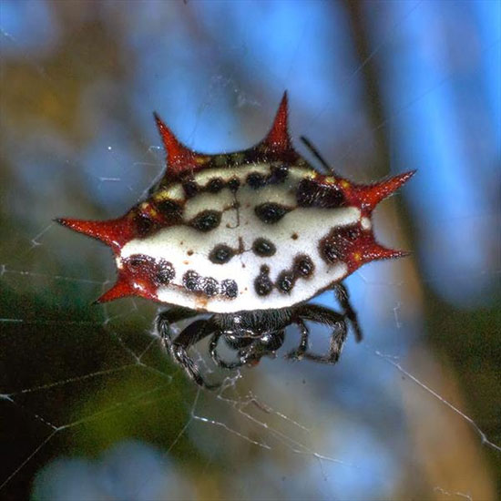 عنکبوتی زیبا به نام جواهر +عکس