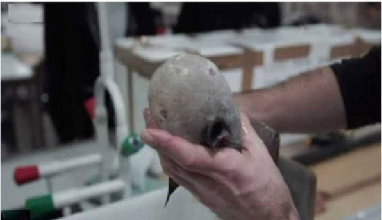 کشف ماهی بدون صورت در عمق ۴ هزار متری دریا
