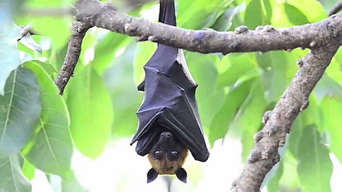 خود قرنطینگی خفاش‌های بیمار