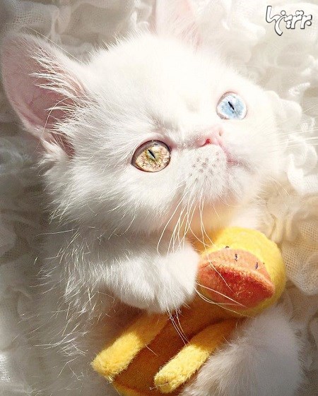 چشمان این گربه شما را جادو می کند