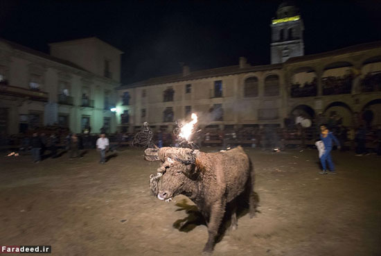 فستیوال گاوهای شعله‌ور +عکس