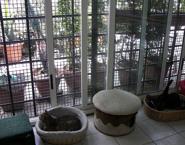 آرامگاه ژولیوس سزار، پناهگاهی برای گربه ها
