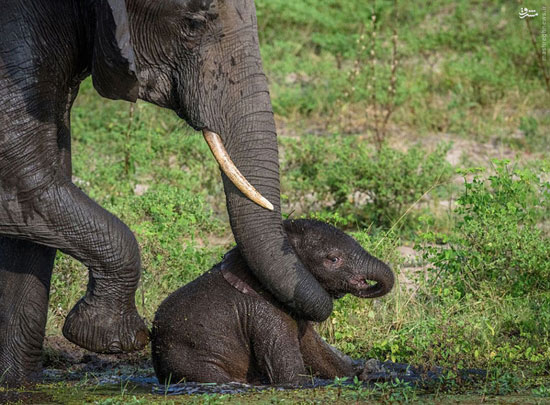عکس: حمام اجباری بچه فیل توسط مادر!
