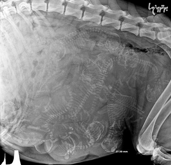 تصاویر گرفته شده از حیوانات باردار با اشعه ایکس
