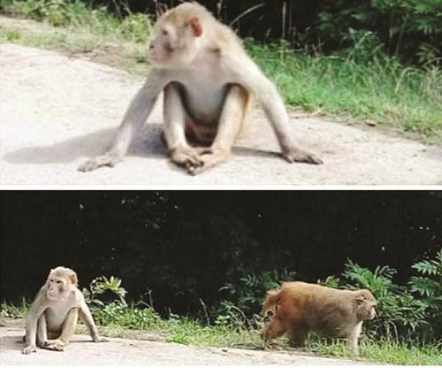 میمون‌های وحشی چگونه از سیاهکل سر درآوردند؟