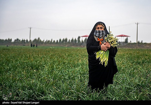 عکس‌های برداشت گل نرگس از مازندران دل‌تان را می‌برد