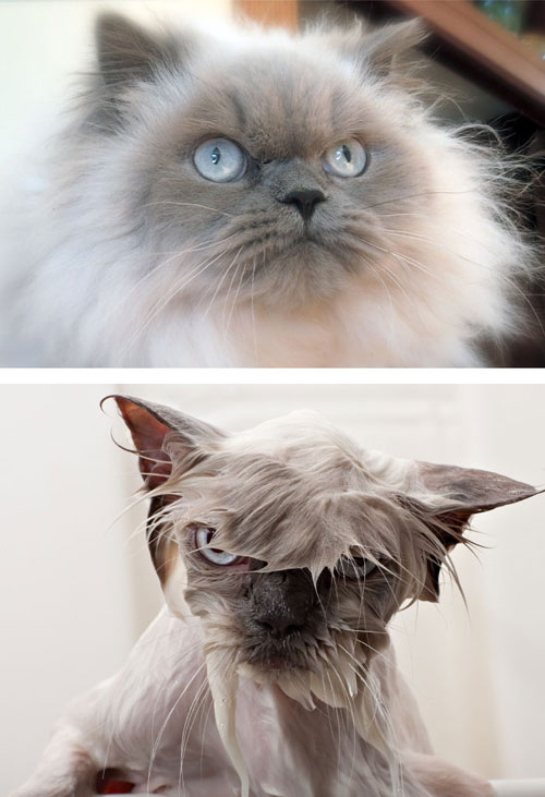 عکس: ملوس‌ها‌ی بامزه قبل و بعد از حمام!
