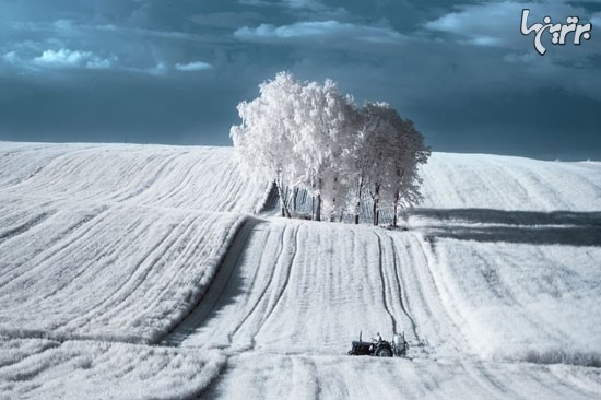 شکوه و زیبایی درختان در لهستان +عکس