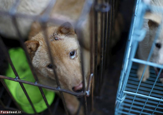 نجات 100 سگ از جشن سگ‌خوری +عکس