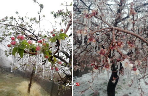 سرمازدگی بی‌سابقه شکوفه‌های درختان در کرمان