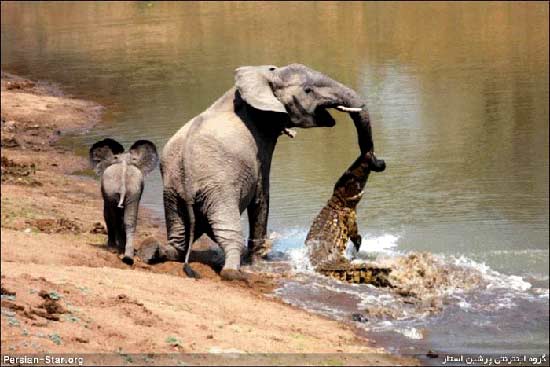 شجاعـت و عشـق یك بچـه فیـل! + عکس