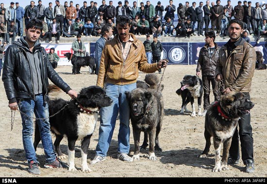 عکس: مسابقه بهترین سگ نگهبان در اصفهان