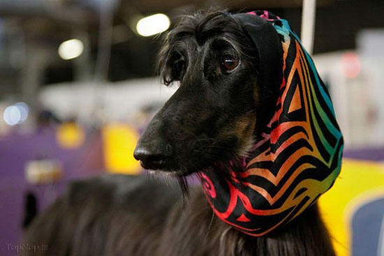 عکس: نمایشگاه سگ های زینتی آمریکا