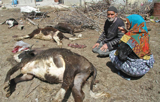 عکس: تلفات بیماری تب برفکی در بهشهر‎