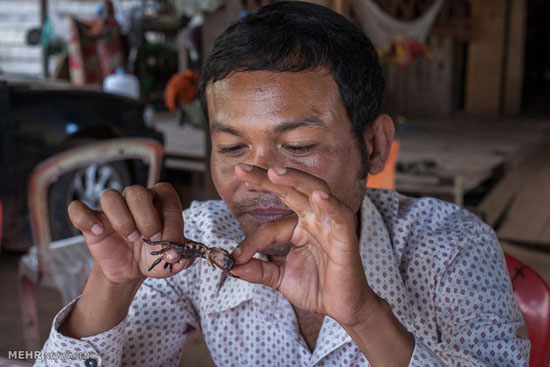 شکار رطیل در کامبوج +عکس