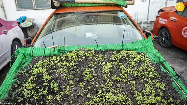 تاکسی‌هایی که باغ سبزیجات شدند!