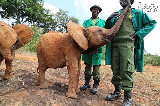 نجات بیش از 150 فیل یتیم در کنیا