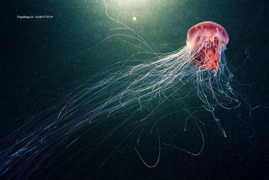 موجودات حیرت انگیز در آب های قطب