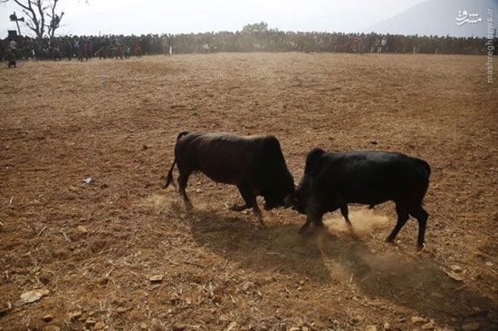 عکس: جشنواره شاخ‌به‌‌شاخ شدن گاوها