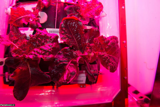 سبزیجاتی که در فضا پرورش یافتند +عکس