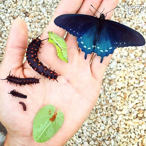 مردی که به تنهایی پروانه ها را از انقراض نجات داد!