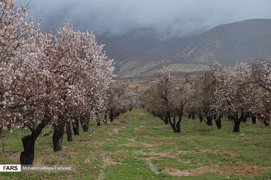 شکوفه‌های بهاری درخت بادام