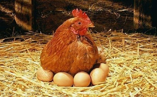 پاسخ علمی به «اول مرغ بود یا تخم‌مرغ؟»