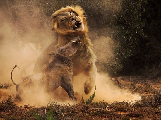 عکس‌هایی از زیبایی و خشونت در حیات وحش