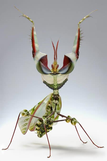 عجیب ترین و جالبترین حشرات! + عکس