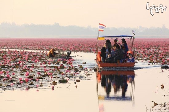 تصاویر رویایی از دریاچه نیلوفر آبی در تایلند