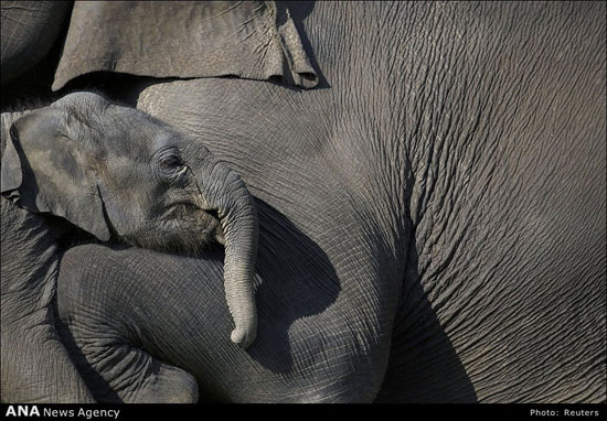 عکس: فیل ها، غول‌های دوست داشتنی!