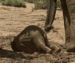 بچه فیل دست پا چلفتی! /تصاویر متحرک