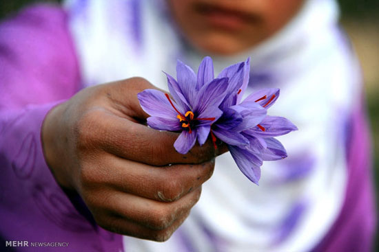 عکس: برداشت زعفران در افغانستان