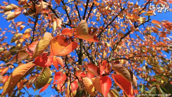 پاییز طلایی، از رقص رنگ‌ تا غروب‌ رویایی
