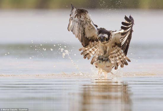 صحنه‌های استثنایی از ماهیگیری عقاب