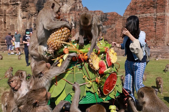 جشنواره بُخور بُخورِ میمون‌ها در تایلند