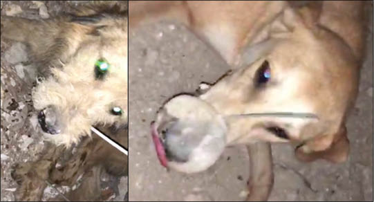 قتل عام تلخ سگ‌ها با دهان بسته!