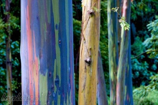 رنگی ترین درختان دنیا +عکس