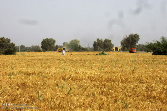 عکس: برداشت گندم از مزارع هرمزگان