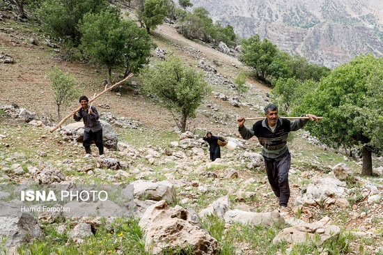 راه طولانی زرد لیمه