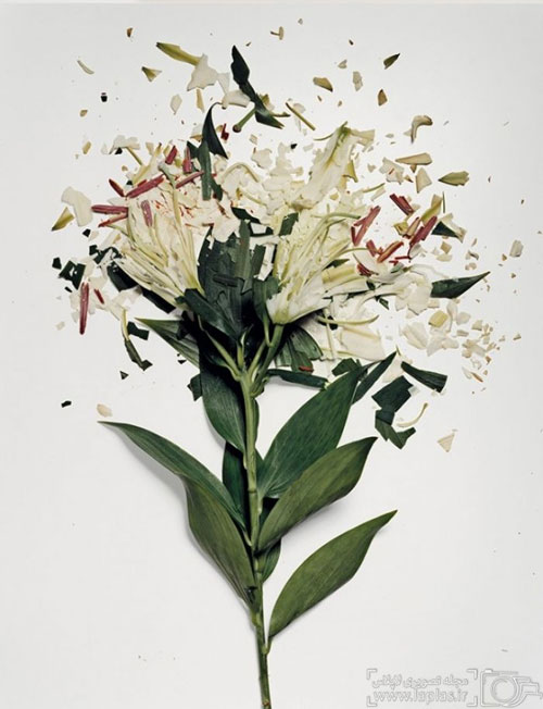 عکس: گل های شکسته در نیتروژن