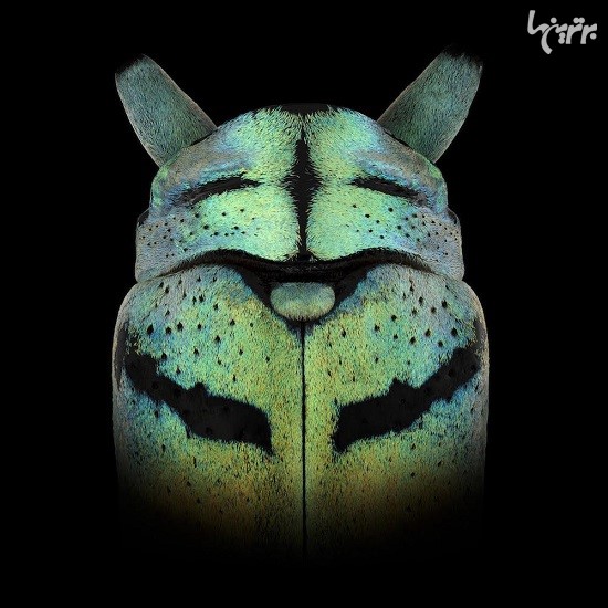چهره های نقاب دار در عکاسی ماکرو از حشرات