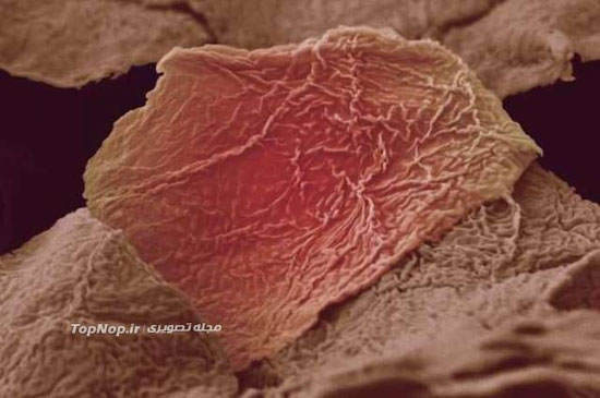 عکس: بدن انسان زیر میکروسکوپ