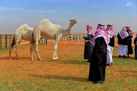 ملکه زیبایی شتر ها در عربستان! +عکس