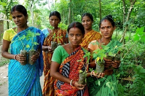 کاشت 111 درخت، پاقدم هر نوزاد دختر!