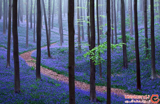 جنگل آبی بلژیک، رویا یا واقعیت؟ +عکس
