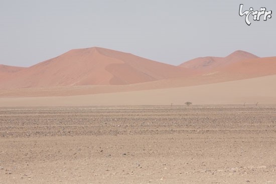 زیبایی خشک و خشن «نامیبیا» +عکس