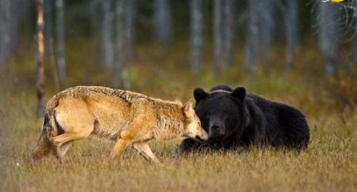 دوستی منحصر به فرد گرگ و خرس