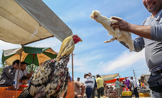 مرکز خرید و فروش پرندگان زینتی در تهران